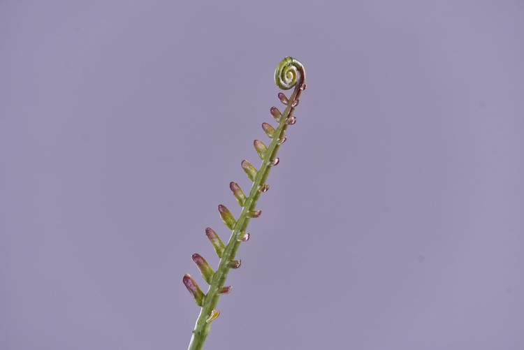 Factory direct sales of artificial green plants wholesale, artificial fern leaves, peacock fern, home banquet, homestay, wedding artificial plants, Lanjin artificial ferns pic 16