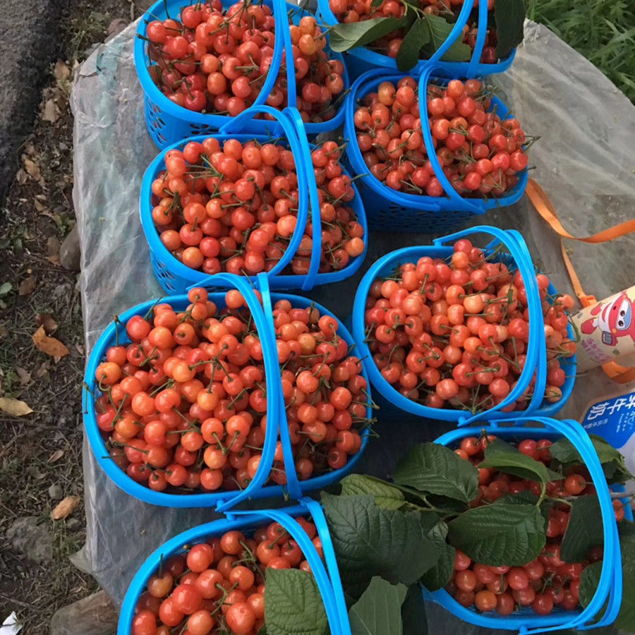 草莓采摘篮塑料水果篮-斤蓝莓樱桃桑葚杨梅手提塑料筐快递包邮详情15