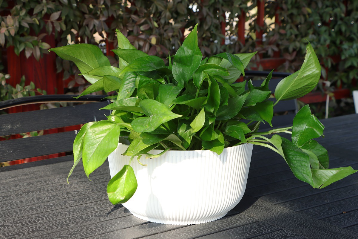 悬挂家居阳台吊篮花盆花篮藤编装饰北欧现代风格绿萝园艺义乌出口悬挂家居阳台吊篮花盆花篮藤编装饰北欧现代茏达森园艺详情30