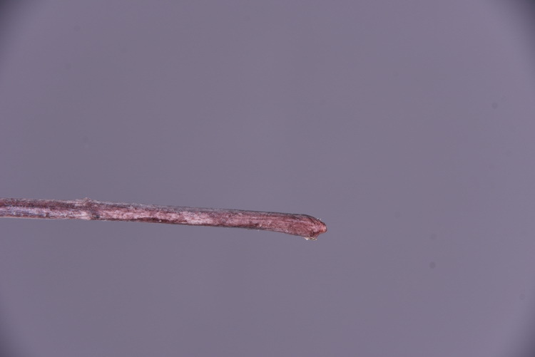 Wholesale of artificial flowers from the original factory, including artificial pear blossoms, cherry blossoms, duckweed flowers, model rooms, living rooms and hotel decorations pic 23