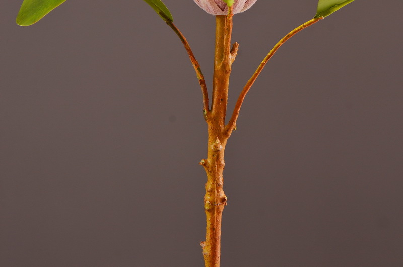 Wholesale of high-end artificial flowers such as faux emperor flower, South African princess flower, flocked faux flowers, hotel banquet table flowers, and homestay decoration pic 14