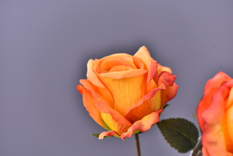 Factory wholesale of 5-head simulated rose with charred edges, retro Greek rose, living room, hotel and homestay photography props rose pic 18