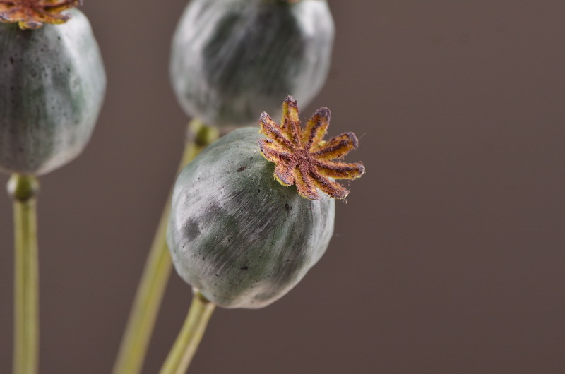 Wholesale of high-end artificial fruits, artificial flowers, photography props, teaching AIDS, dried artificial flowers and flower arrangement materials from the original factory pic 19