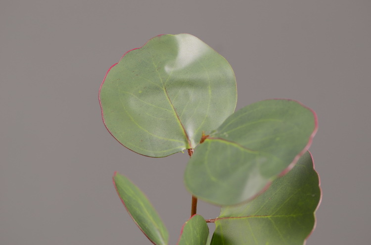 Dongli Flower Industry, the original manufacturer, offers direct sales of green plants in stock, wholesale of artificial leaves, round leaves with fruits, eucalyptus leaves, eucalyptus leaves, and one-piece consignment pic 46