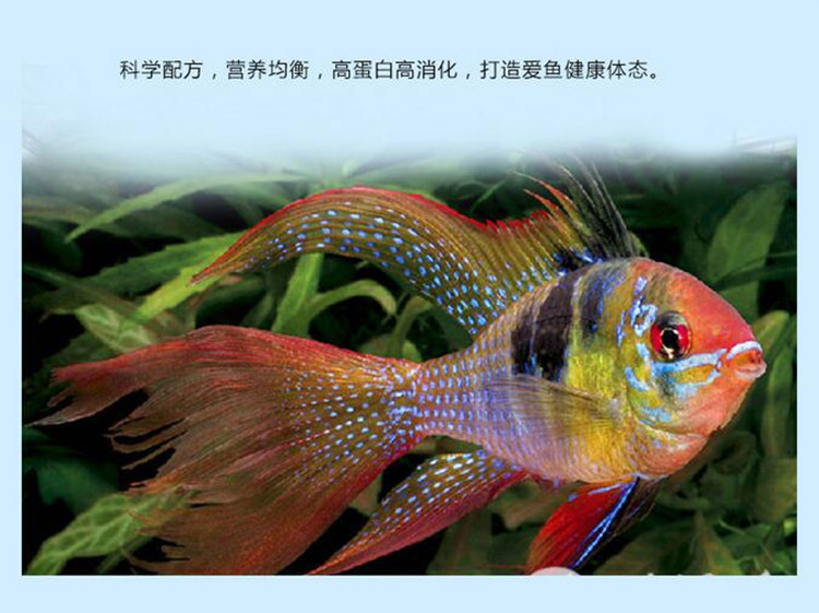 批发宝杰FD Brine shrimp冻干丰年虾做出口贸易鱼饲料鱼粮鱼食详情2