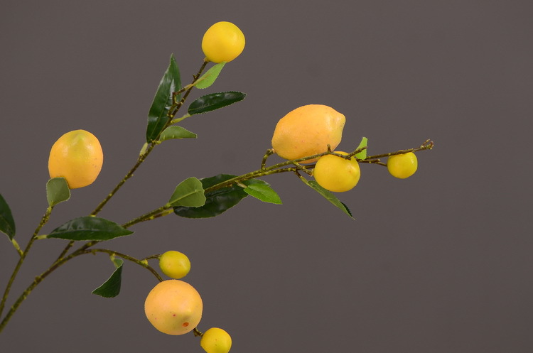 2-6黄色柠檬.JPG
