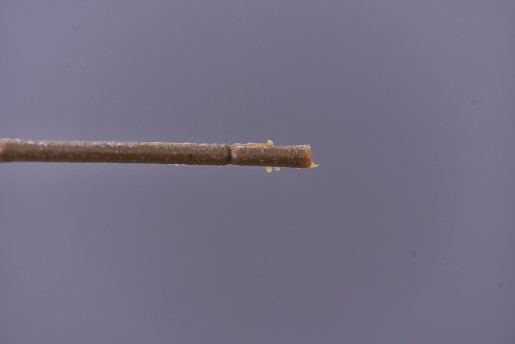 Factory wholesale of 5-head simulated rose with charred edges, retro Greek rose, living room, hotel and homestay photography props rose pic 11