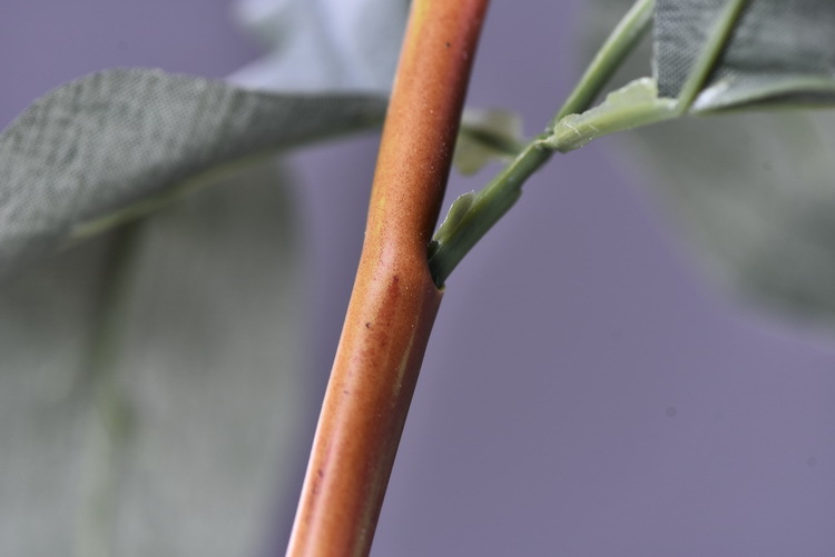 Factory direct sales of 2 simulated peonies, retro charred edge simulated peonies, soft decoration floral art for living rooms, lobbies and homestays pic 32