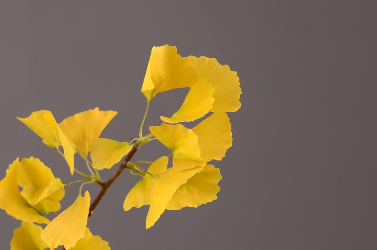 Dongli yellow artificial leaves, artificial ginkgo leaves, artificial trees, engineering landscaping, wedding decoration, artificial branches, Nordic artificial plant leaves pic 23