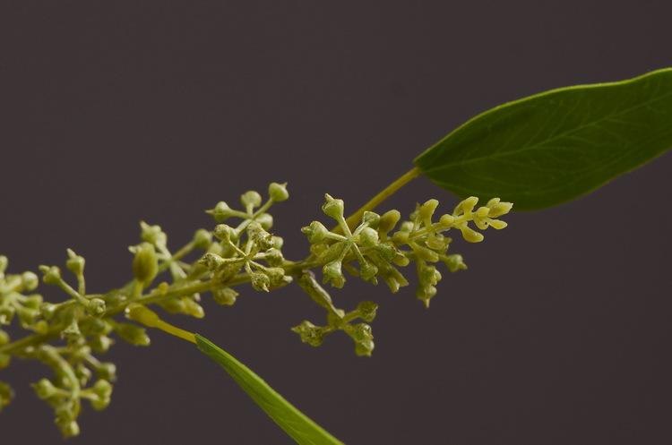 Dongli Flower Industry Decoration Green Nordic Home Artificial Flower Plants Wholesale Flower arrangement materials Artificial leaves, small branches with fruits eucalyptus leaves pic 11