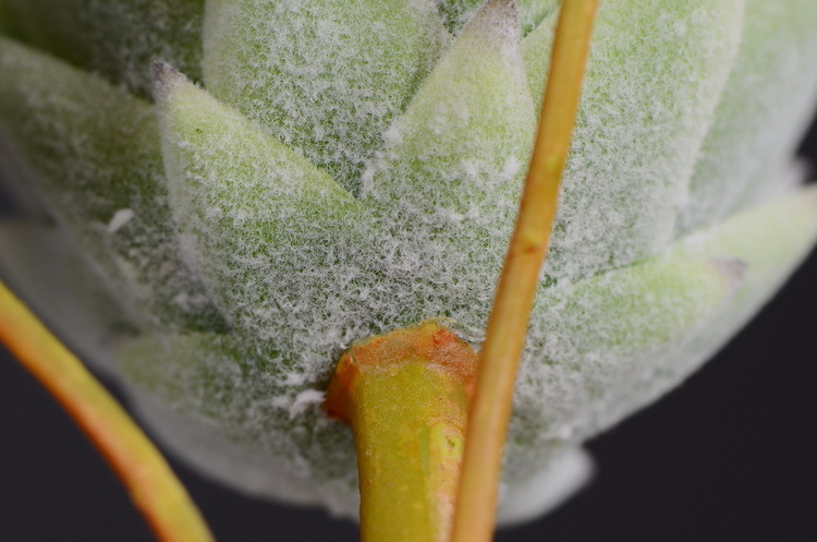 Dongli Flower Industry Factory offers direct sales and wholesale of tropical flowers, including simulated little emperor flowers, Nordic minimalist living room and home decoration simulated flowers, as well as entrance and table flowers pic 13