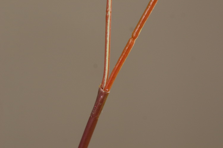 Dongli Flower Industry, the original manufacturer, offers direct sales of green plants in stock, wholesale of artificial leaves, round leaves with fruits, eucalyptus leaves, eucalyptus leaves, and one-piece consignment pic 17