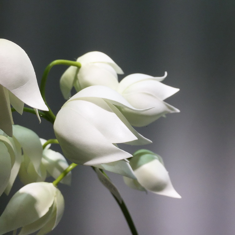 Dongli Flower Industry [Factory Direct Sale] Wholesale of modern and simple living room and dining table decoration artificial flowers, bell flower, Silk Orchid pic 9