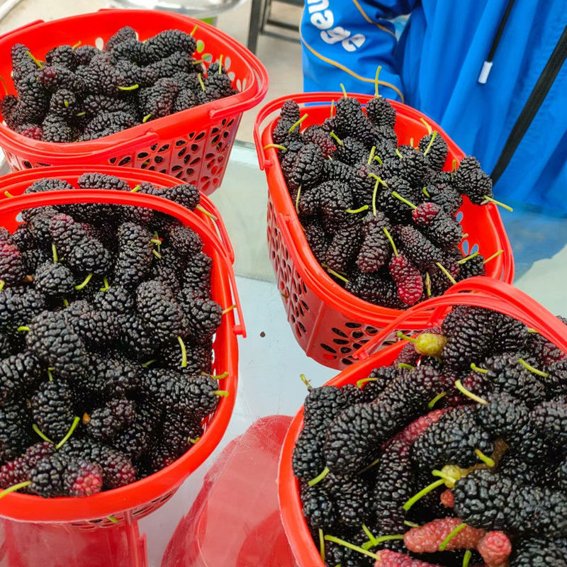 草莓采摘篮塑料水果篮-斤蓝莓樱桃桑葚杨梅手提塑料筐快递包邮详情12