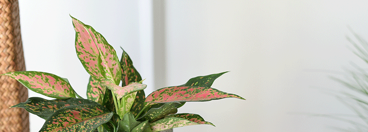 Nordic fabric flower pot storage bags, storage boxes, washable flower vases, home flower pot covers, decorative flower POTS pic 1