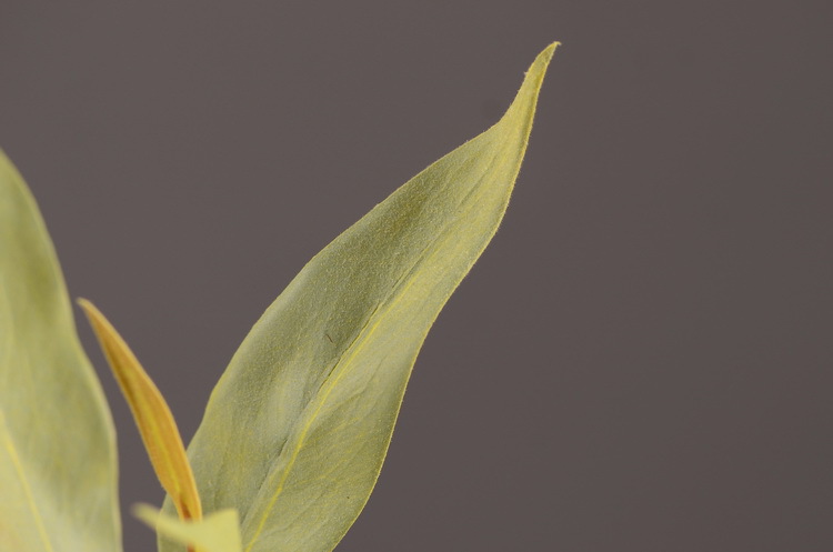 Dongli Flower Industry offers wholesale of artificial double-sided leaves, antler leaves, silver birch leaves, green plants, artificial green plants, indoor living room soft decoration, flower arrangement and matching materials pic 18