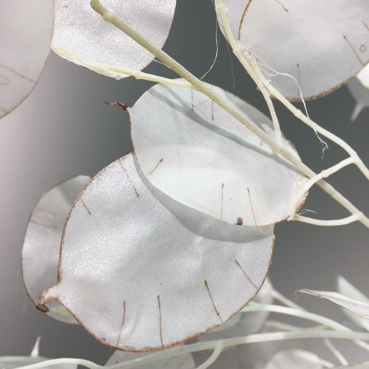 【 Factory Direct Sales Wholesale 】 Dongli offers direct supply of living room home decoration artificial dried flowers wholesale and artificial silver fan leaves in stock pic 8