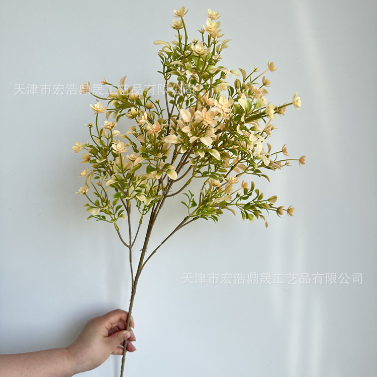 兰花 3.3