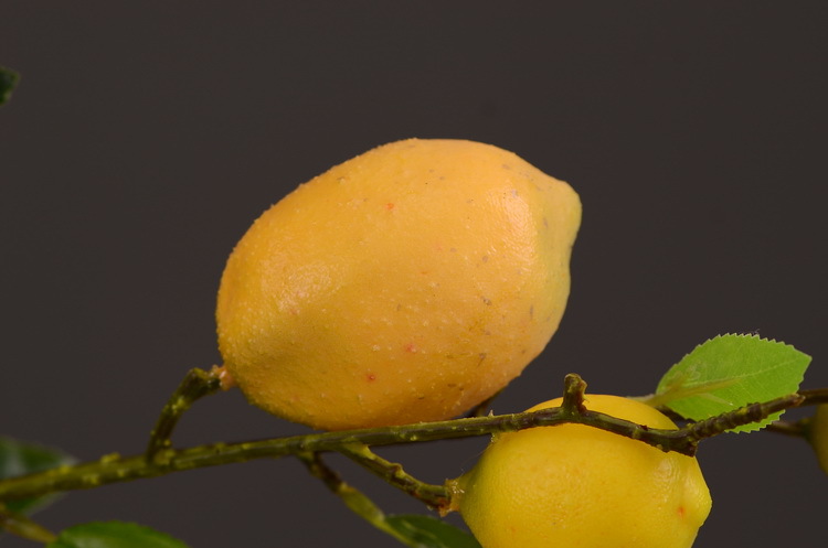 2-7黄色柠檬.JPG