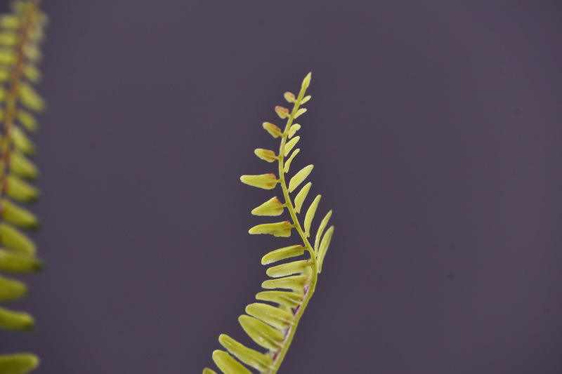 Wholesale of artificial Persian grass and artificial green plants, plant wall landscaping, window display, flower arrangement, leaf materials, fur, and artificial fern leaves pic 12