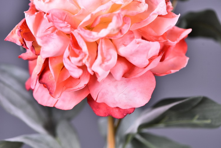 Factory direct sales of 2 simulated peonies, retro charred edge simulated peonies, soft decoration floral art for living rooms, lobbies and homestays pic 44