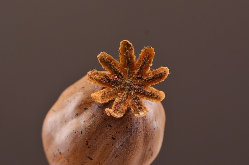 Wholesale of high-end artificial fruits, artificial flowers, photography props, teaching AIDS, dried artificial flowers and flower arrangement materials from the original factory pic 8