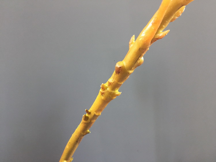 Dongli Flower Industry Factory offers direct sales and wholesale of tropical flowers, including simulated little emperor flowers, Nordic minimalist living room and home decoration simulated flowers, as well as entrance and table flowers pic 26