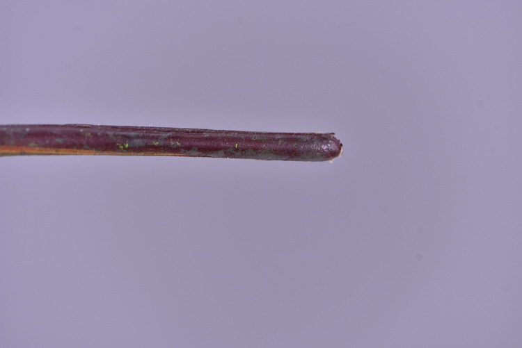 Factory direct sales of high-end artificial handballs, high-end artificial snowball flowers wholesale, modern and simple ins popular decorative artificial flowers pic 24