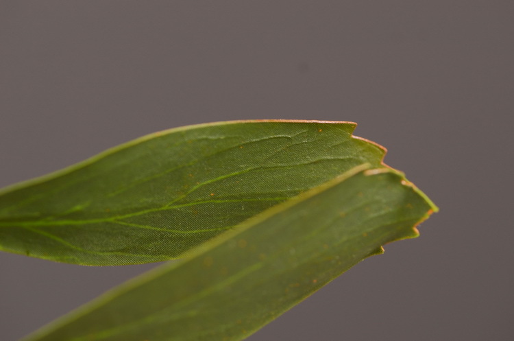 Factory direct sales, wholesale of in-stock inventory of artificial large needle cushion flowers, artificial flower sets, wholesale of living room, dining table, entrance hall, desktop decoration, flower arrangement and ornaments pic 13