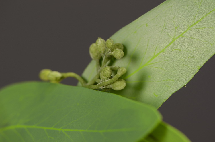 Dongli Flower Industry, the original manufacturer, offers direct sales of green plants in stock, wholesale of artificial leaves, round leaves with fruits, eucalyptus leaves, eucalyptus leaves, and one-piece consignment pic 28