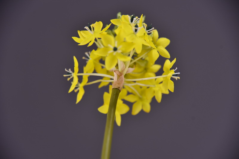 High-end artificial flower wholesale with simulated Bethlehem Star line floral design and simulated velvet decorative artificial flowers pic 20