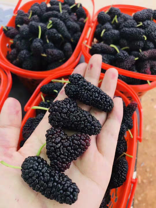 草莓采摘篮塑料水果篮-斤蓝莓樱桃桑葚杨梅手提塑料筐快递包邮详情11