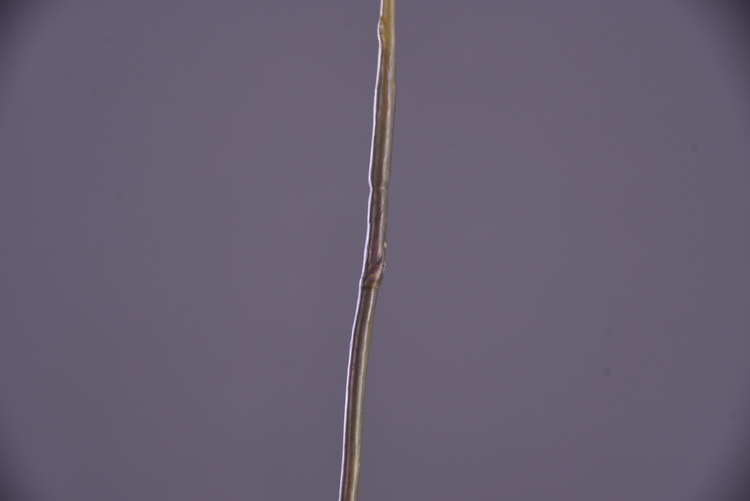 Wholesale of high-end artificial phalaenopsis from the manufacturer. 4-flower artificial phalaenopsis, a popular decorative artificial flower pic 10