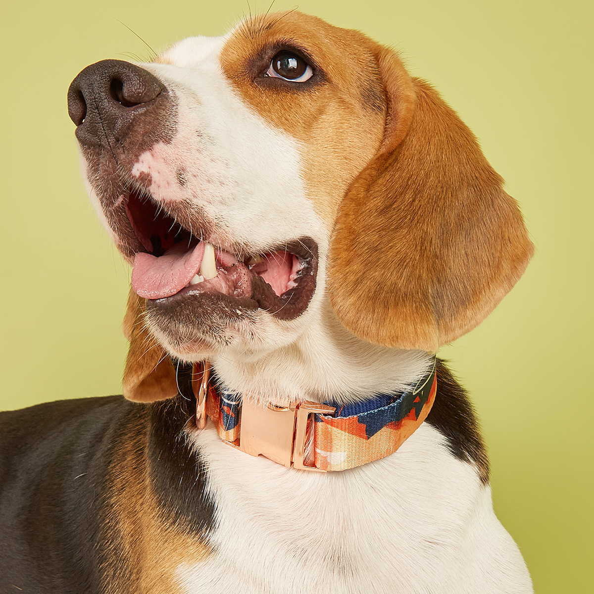 MIDI Cross-border New pet medium and large-sized dog imitation nylon printing factory wholesale adjustable and etchable alloy buckle dog collar pet supplies Pet collar buckle metal pic 1