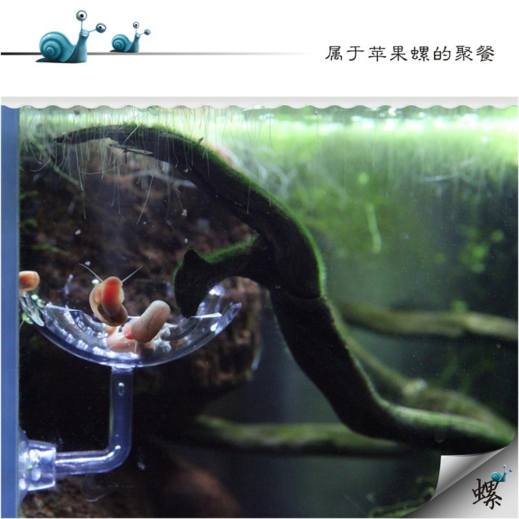 New acrylic aerial fish and shrimp feeding basin (even better when paired with the Rural Stroll feeding tube) pic 7