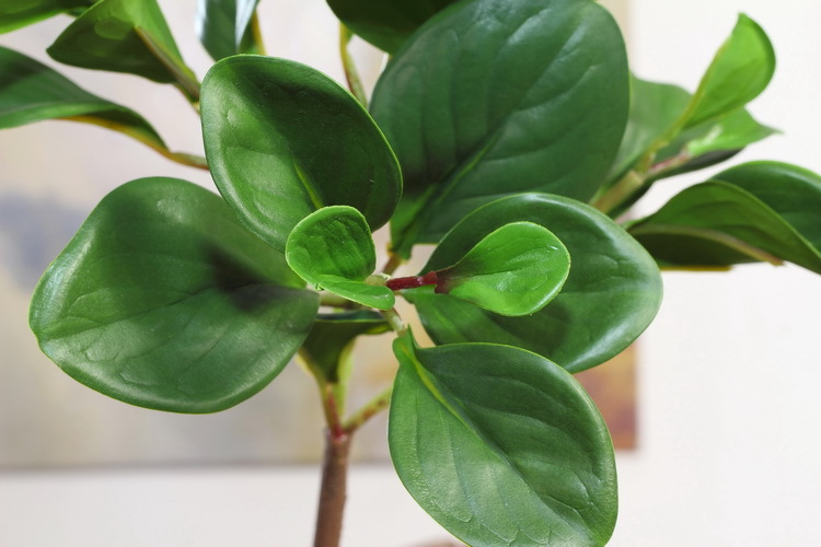 Dongli Flower Industry Factory offers wholesale of high-end artificial green plants with a touch, including green leaf jade and peperomia, as well as bouquets, desktop potted plants, and decorative flower arrangements pic 12