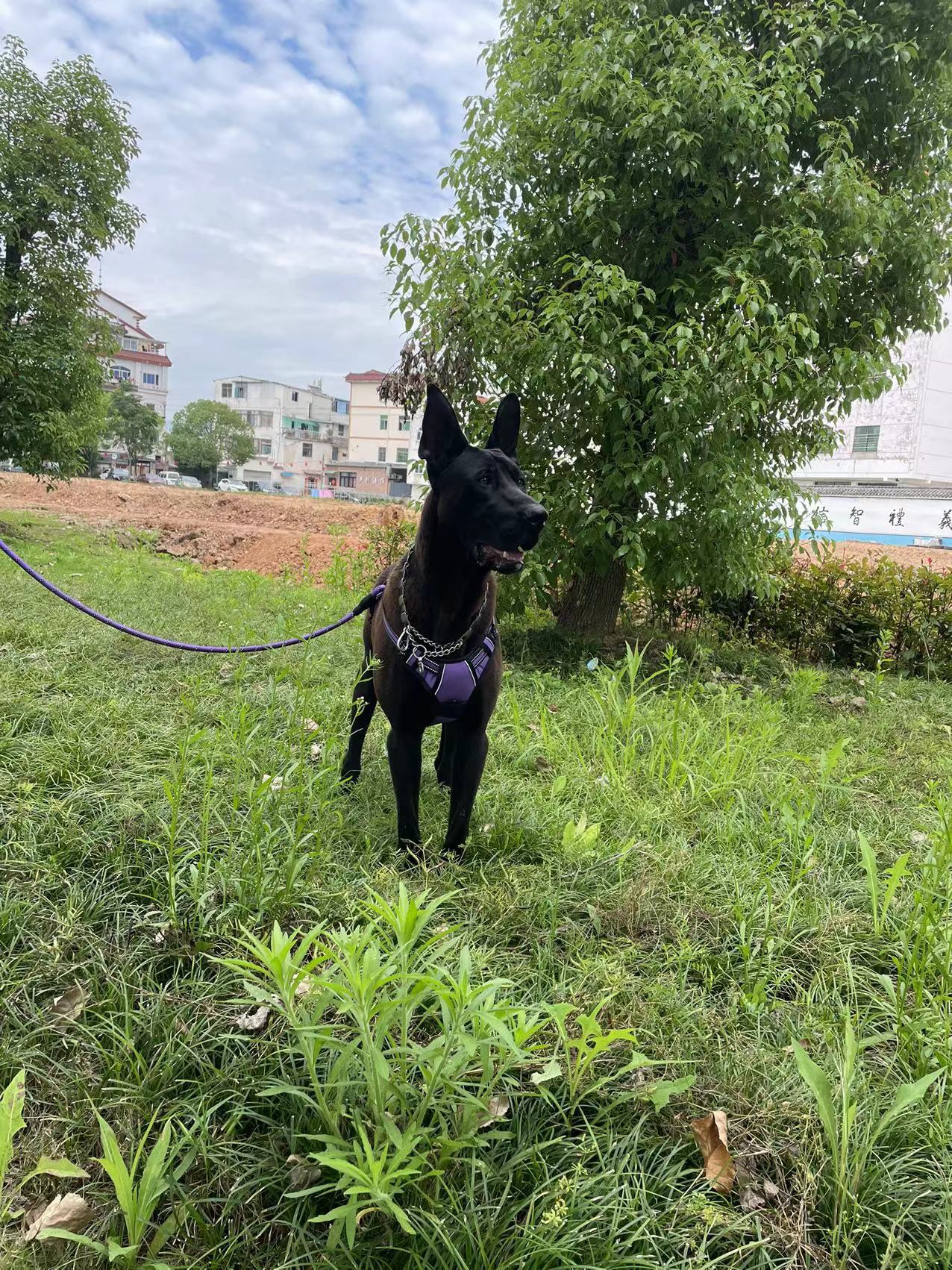 Amazon reflective pet chest strap dog leash explosion-proof chest strap dog vest type leash pic 13