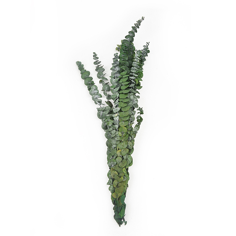 尤加利叶 批发圣诞节礼物花材铜钱桉永生苹果叶家居装饰                                  详情5