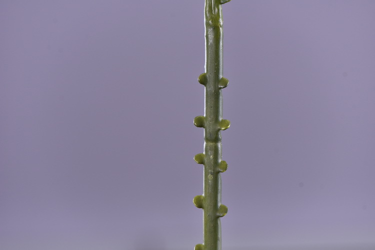 Factory direct sales of artificial green plants wholesale, artificial fern leaves, peacock fern, home banquet, homestay, wedding artificial plants, Lanjin artificial ferns pic 6