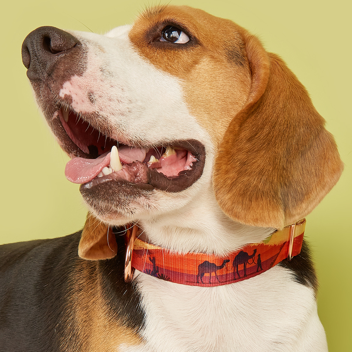 MIDI Cross-border New pet medium and large-sized dog imitation nylon printing factory wholesale adjustable and etchable alloy buckle dog collar pet supplies Pet collar buckle metal pic 21