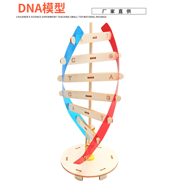 科技小制作diy人体基因DNA双螺旋模型 生物科学实验器材科普教具详情11