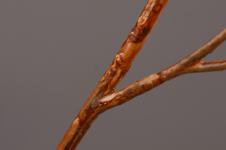 Dongli Wholesale Factory Director Direct sales of artificial ginkgo nuts, artificial flowers, wholesale of artificial flowers, home decorations, living room and dining room flower arrangements, flower art, artificial berries and fruits, one-piece consignment pic 14