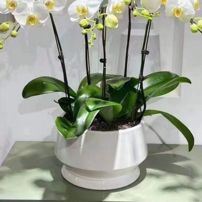 Nordic ins style modern and simple ceramic flower POTS, green plants, flower POTS, indoor and outdoor home decorations, tables, balconies, greening and beautification, suitable for other categories pic 2