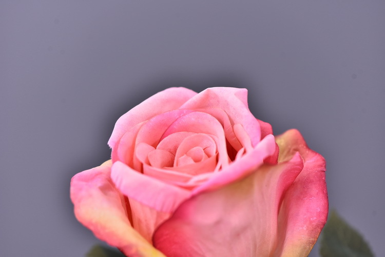 Factory wholesale of 5-head simulated rose with charred edges, retro Greek rose, living room, hotel and homestay photography props rose pic 48