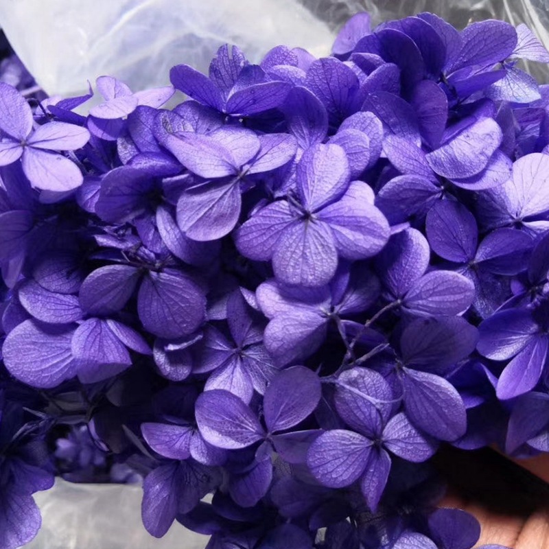 Natural plant preservation eternal flower Atlantis wood hydrangea floating bottle, special for flower arrangement handicrafts pic 6