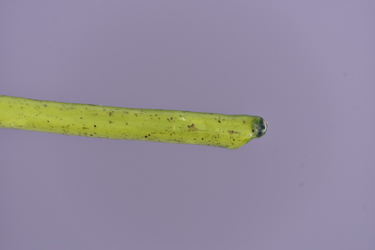 Factory supply of artificial hydrangeas, high-end hydrangea wholesale, wedding, home, hotel landscaping, main flowers, decorative artificial flowers pic 38