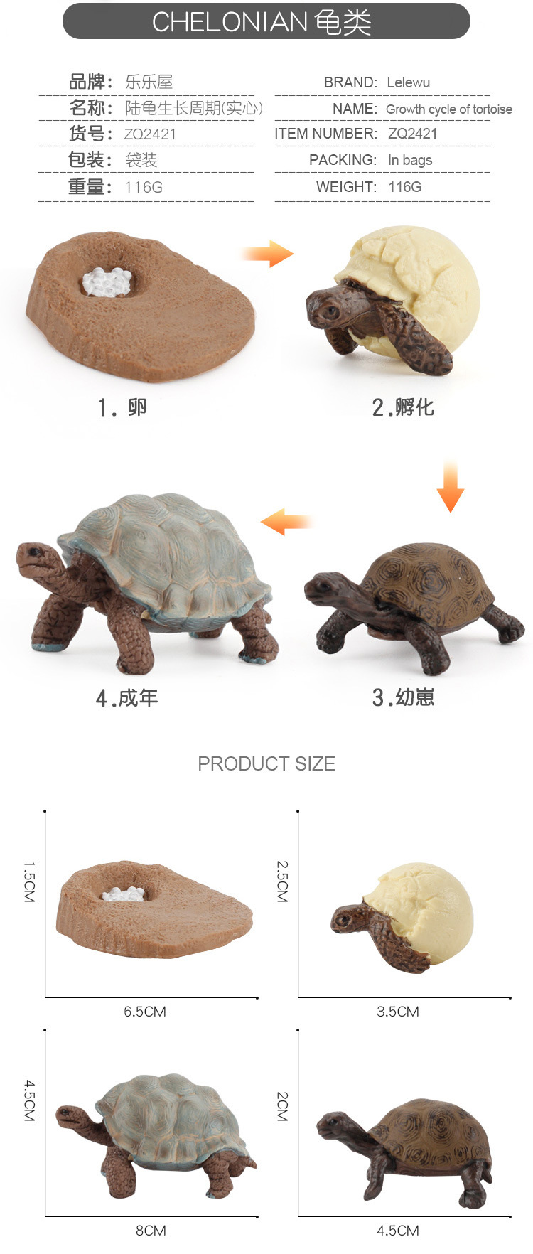 龟类成长周期_03.jpg