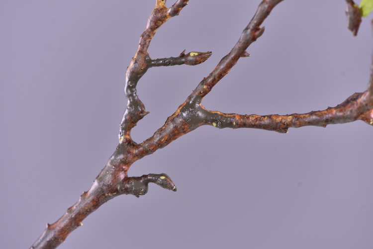 Factory wholesale of high-end artificial flowers, artificial purple rosewood flowers, soft decoration floral art for hotel and homestay model rooms, and artificial locust flowers pic 10