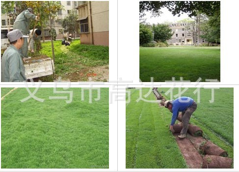 Artificial putting green grass, artificial football grass, artificial turf, artificial grass, special grass for kindergartens, and leisure grass pic 29