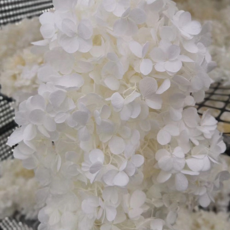Natural plant preservation eternal flower Atlantis wood hydrangea floating bottle, special for flower arrangement handicrafts pic 5